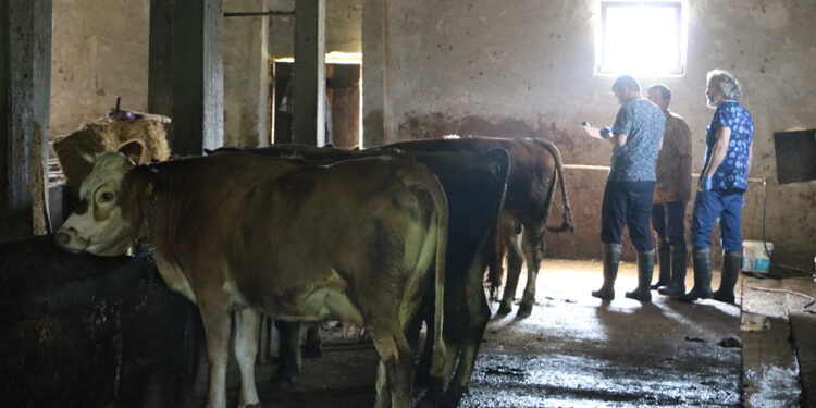 Zonguldak'ta şap hastalığı; 136 köy karantinada