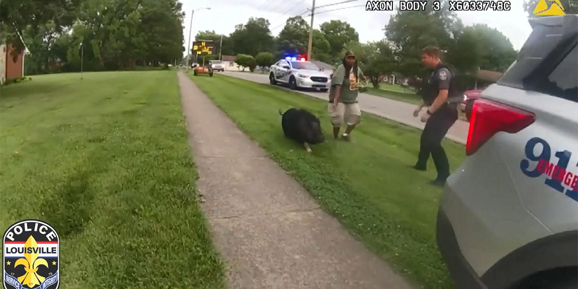 Sahibinden kaçan domuz böyle yakalandı