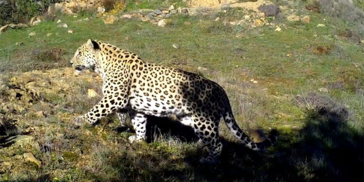 Anadolu Parsı avlayana 1,2 milyon TL ceza