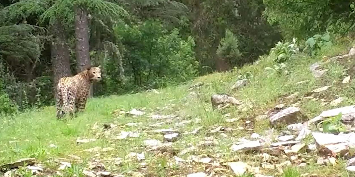 Anadolu Parsı avlayana 1,2 milyon TL ceza