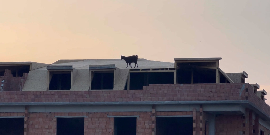 Binanın çatısına çıkan keçiyi itfaiye kurtardı