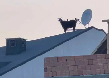 Binanın çatısına çıkan keçiyi itfaiye kurtardı