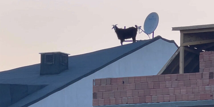 Binanın çatısına çıkan keçiyi itfaiye kurtardı