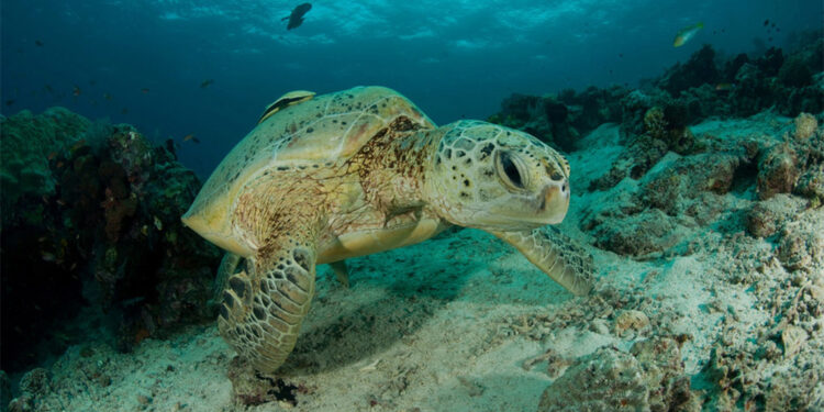 Avlanması yasak olan yabani hayvanlara zarar verenin vay haline