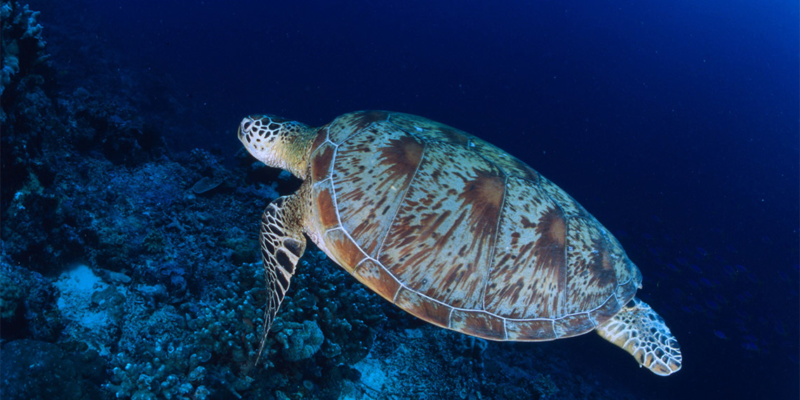 Doğa Koruma ve Milli Parklar Genel Müdürlüğü'nün (DKMP) avlanması yasak olan yabani hayvanların 2023-2024 av döneminde avlanmaları halindeki tazminat bedelleri belli oldu.