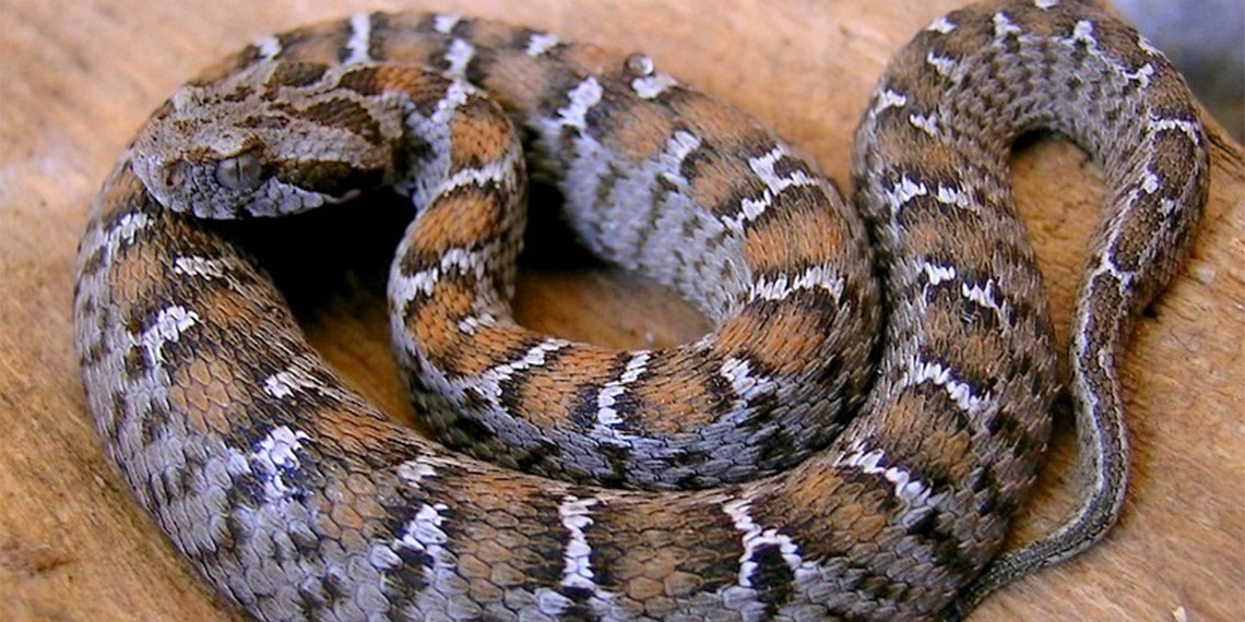 Avlanması yasak olan yabani hayvanlara zarar verenin vay haline