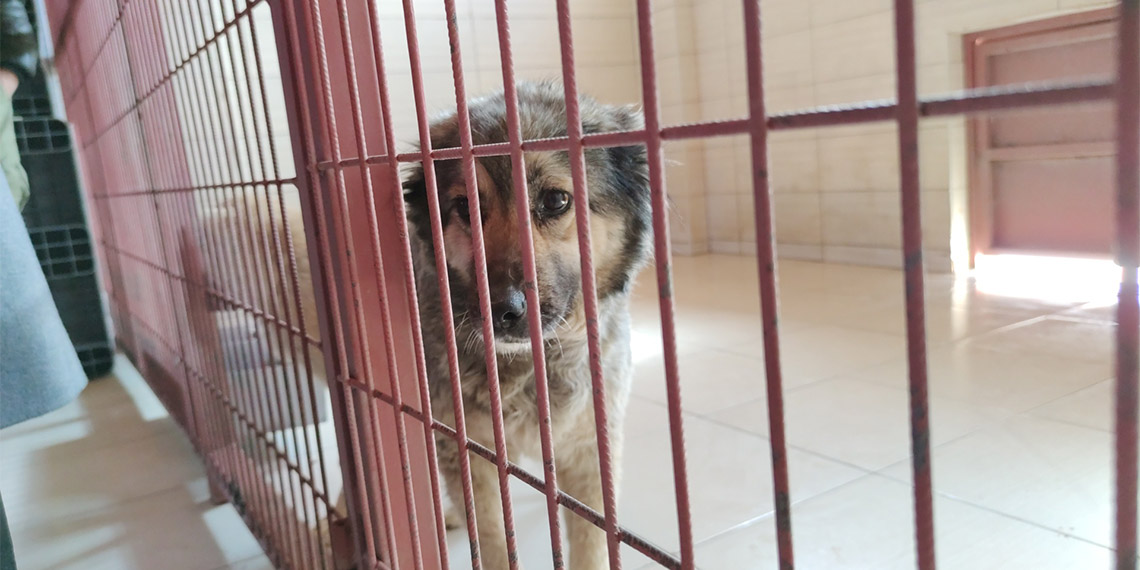 Hayvanlara kötü muamele davasında sanıklara beraat