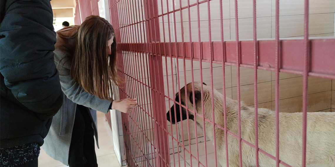 Elazığ Belediyesi'nin Hayvan Hastanesi ve Geçici Bakımevi’nde hayvanlara kötü muamele yapıldığı iddiasıyla hayvanseverlerin şikayetinin ardından Cumhuriyet Başsavcılığı tarafından soruşturma başlatıldı.