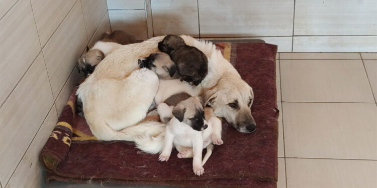 Hayvanlara kötü muamele davasında sanıklara beraat