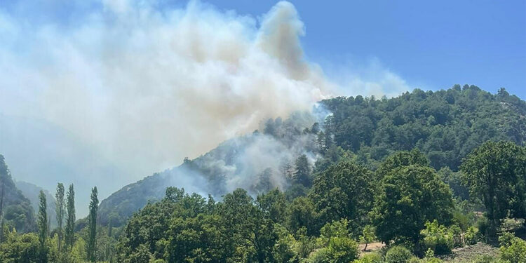 İvrindi'de ormanda yangın çıktı