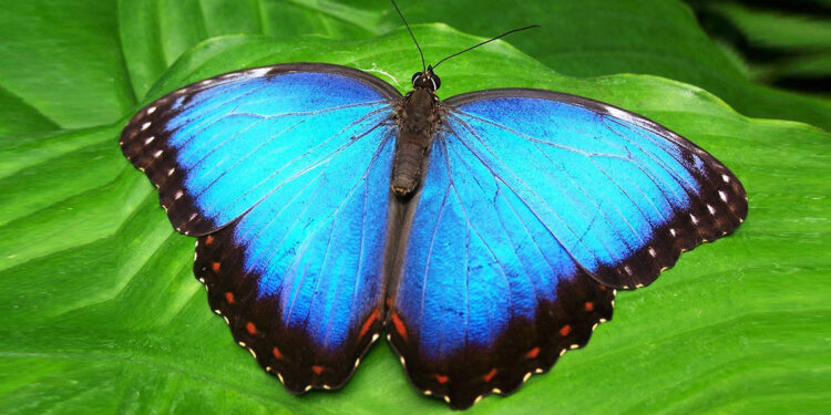 Biyokaçakçılar en çok kelebek ve böcek kaçırmak istedi