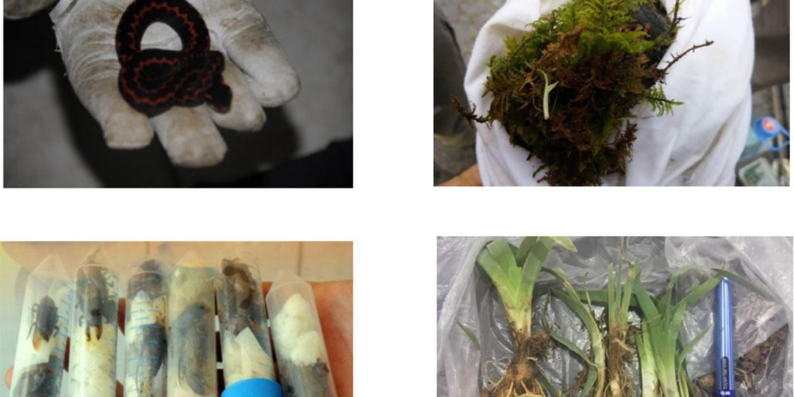 Tarım ve Orman Bakanlığı Doğa Koruma ve Milli Parklar (DKMP) Genel Müdürlüğü verilerine göre, Türkiye'de 2007-2022 yılları arasında toplam 87 biyokaçakçılık olayı yaşandı. Dünyanın birçok ülkesinden gelen bitki ve hayvan kaçakçıları, yurt dışına en çok kelebek ve böcek kaçırmak istedi.