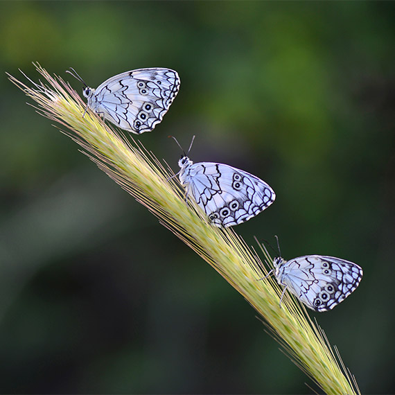 Biyokaçakçılar en çok kelebek ve böcek kaçırmak istedi