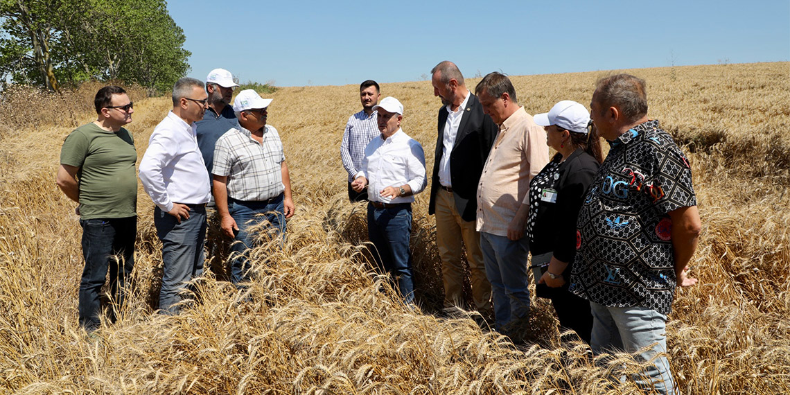 Büyükçekmece'de buğday hasat dönemi başladı. Karaağaç Mahallesi'nde 60 hektarlık buğday tarlasında gerçekleşen hasat etkinliği bölge çiftçilerinin dayanışmasına sahne olurken çiftçiler ürettikleri buğdayın açıklanan fiyatlardan alınmasını istiyor.