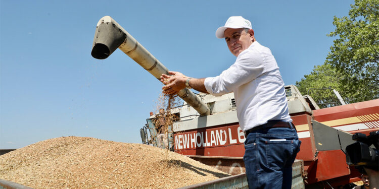Büyükçekmece'de buğday hasat dönemi