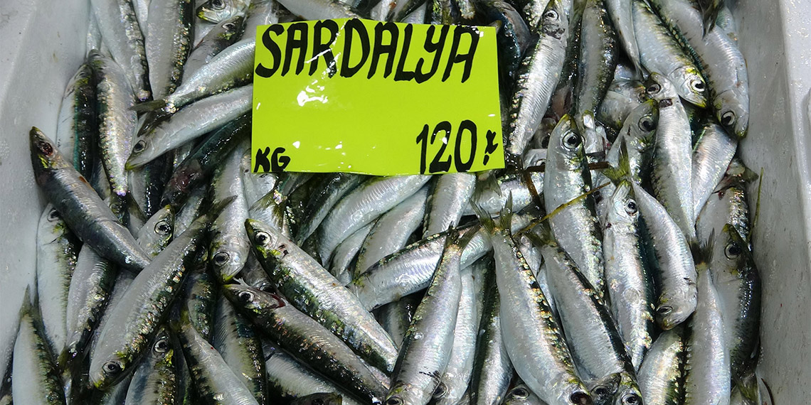 Çanakkale'de, temmuz ayının ortalarında yağ oranı zirveye çıkan sardalya tezgahlarda yerini aldı, boyuna göre, sardalyanın kilosu 120 TL ile 200 TL arasında satılıyor.