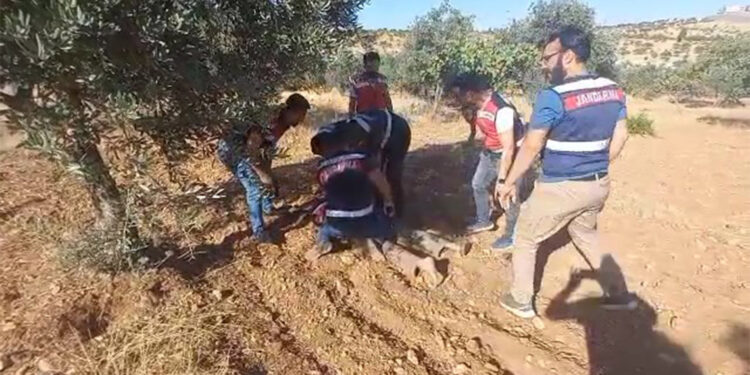 Cinayet şüphelisi saklandığı fıstık bahçesinde yakalandı