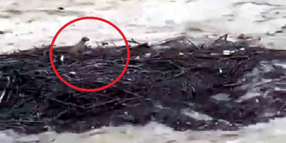 Düzce'de sağanakta dereler taştı, birçok köy evini su bastı. Bölgede hasar tespit çalışmaları yapılırken, İl Özel İdaresi ekipleri taşan dereler nedeniyle biriken odun ve ağaç parçalarını topluyor.