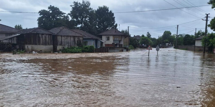 Düzce'de sağanakta dereler taştı