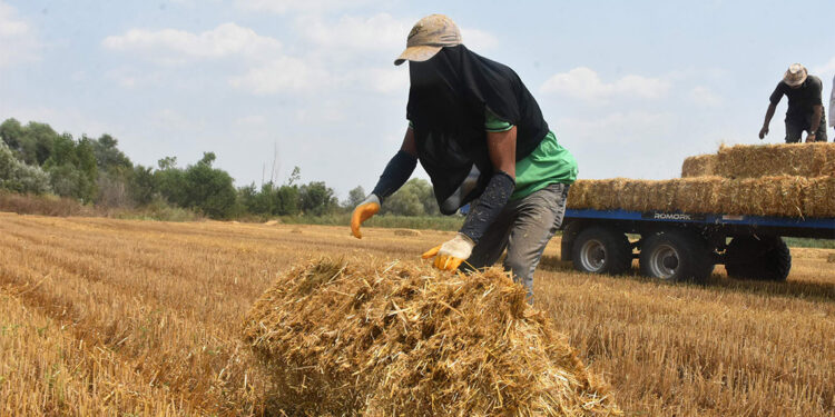Edirne'de balya işçilerinin zorlu mesaisi