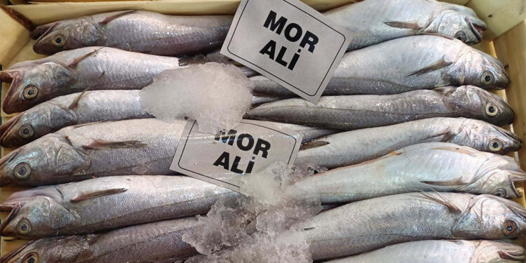 Ege'de izin verilen trol avcılığı ile balık fiyatları düştü