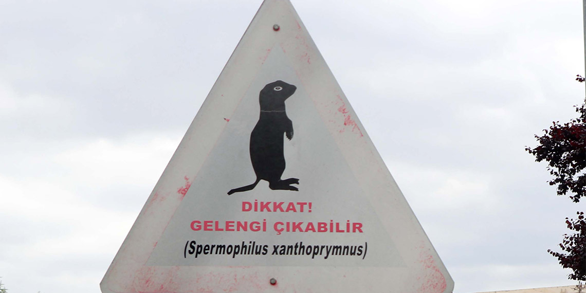 ERÜ'de bulunan gelengilerin sayısı azaldı