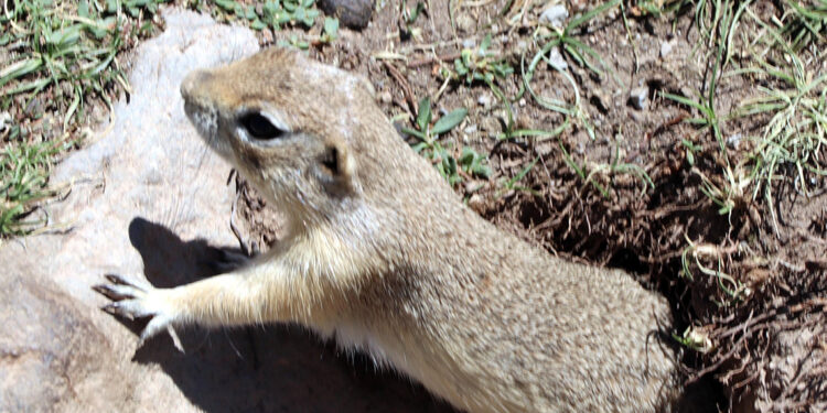 ERÜ'de bulunan gelengilerin sayısı azaldı