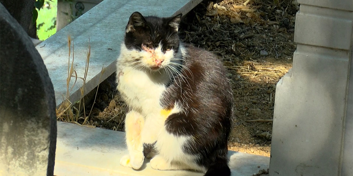 Eyüpsultan'da hayvanseverler kedilere asitli saldırıyı protesto etti. Hayvan Haklarını Koruma Federasyonu Başkanı Nihal Kasa şimdiye kadar 50'yi aşkın kedinin yaralandığını söyledi.