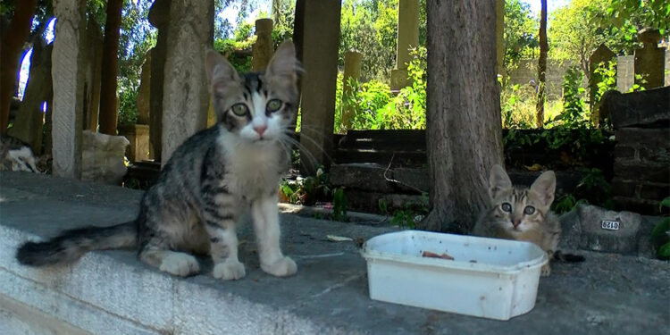 Hayvanseverler kedilere asitli saldırıyı protesto etti