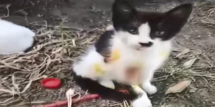 Kedileri asitle yaralayan kişi gözaltında