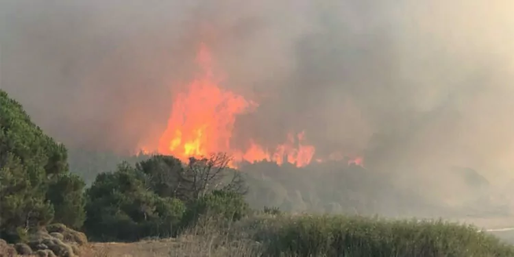 Gökçeada'daki orman yangını kontrol altına alındı