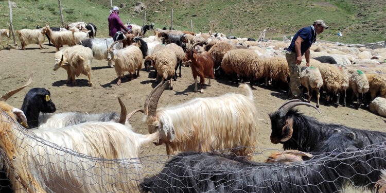 20 bin TL'ye İran'dan çoban getirdiler