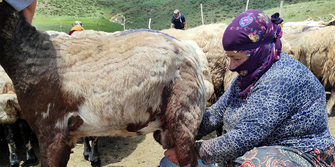 20 bin TL'ye İran'dan çoban getirdiler
