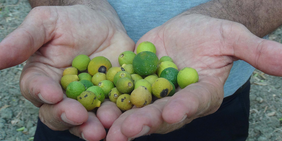Hatay’da yaşanan depremlerde sulama pompalarının hasar görmesi nedeniyle, sulanamayan bahçelerdeki meyveler kuruyup döküldü. Samandağ Ziraat Odası Başkanı Selim Kamacı, 12 bin dekar alandaki erkenci mandalinanın döküldüğünü, DSİ'nin sorunu çözüp kanallara su verdiğini açıkladığını ancak ilçeye daha su gelmediğini söyledi.