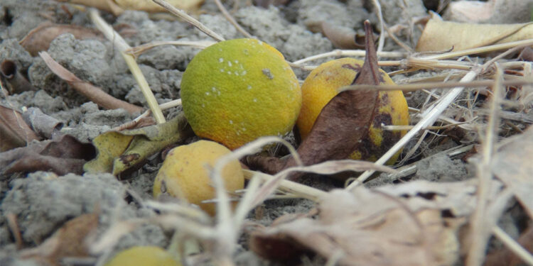 Erkenci mandalinalar kuruyup dökülmeye başladı