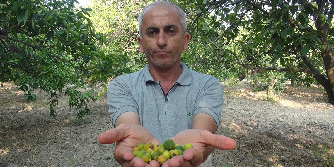 Erkenci mandalinalar kuruyup dökülmeye başladı