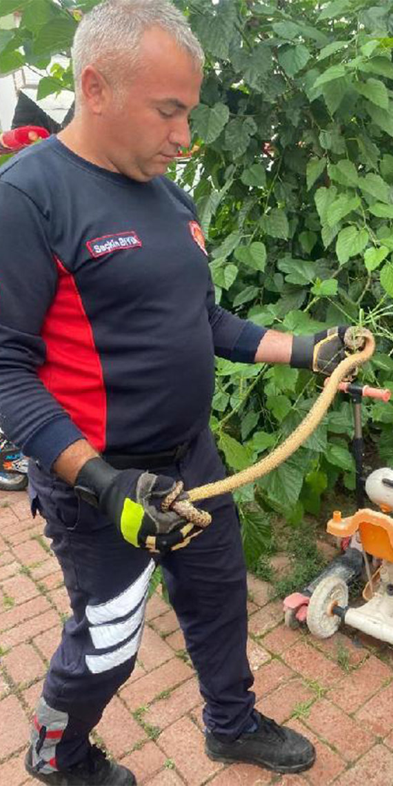 Havalar ısındı yılanlar ortaya çıktı