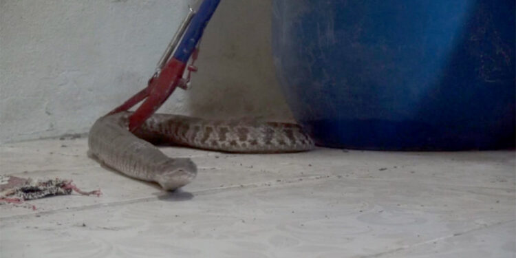 Havalar ısındı yılanlar ortaya çıktı