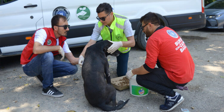 Haybulanslar 4 ayda 900 sokak hayvanına müdahale etti