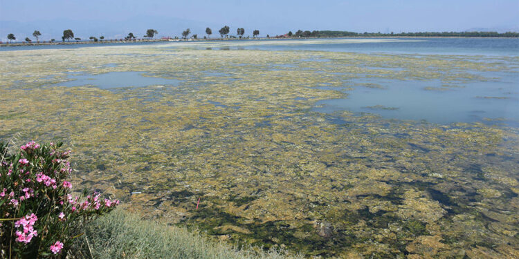 Çakalburnu Lagünü deniz maruluyla kaplandı