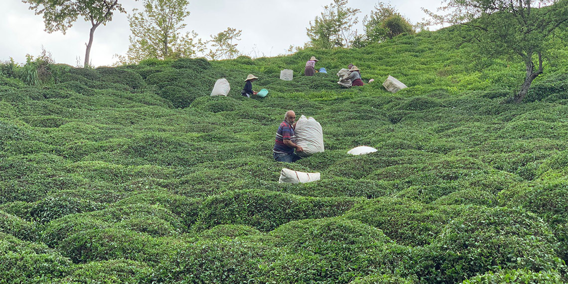 Doğu Karadeniz'de, 830 bin dekar alanda üretici ailelerin yaptığı yaş çay tarımında 2'nci sürgün sezonu açıldı, olgunlaşan ürünlerin hasadına başladı.