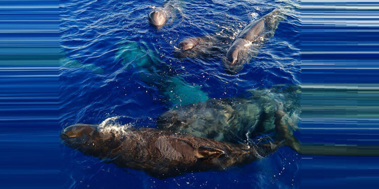 Kaş ve Fethiye'de balinalar görüntülendi
