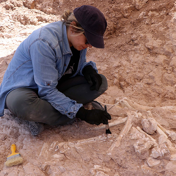 7.5 milyon yıllık zürafa ön kol kemiği bulundu