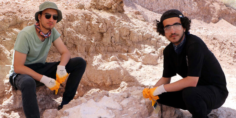 7.5 milyon yıllık zürafa ön kol kemiği bulundu