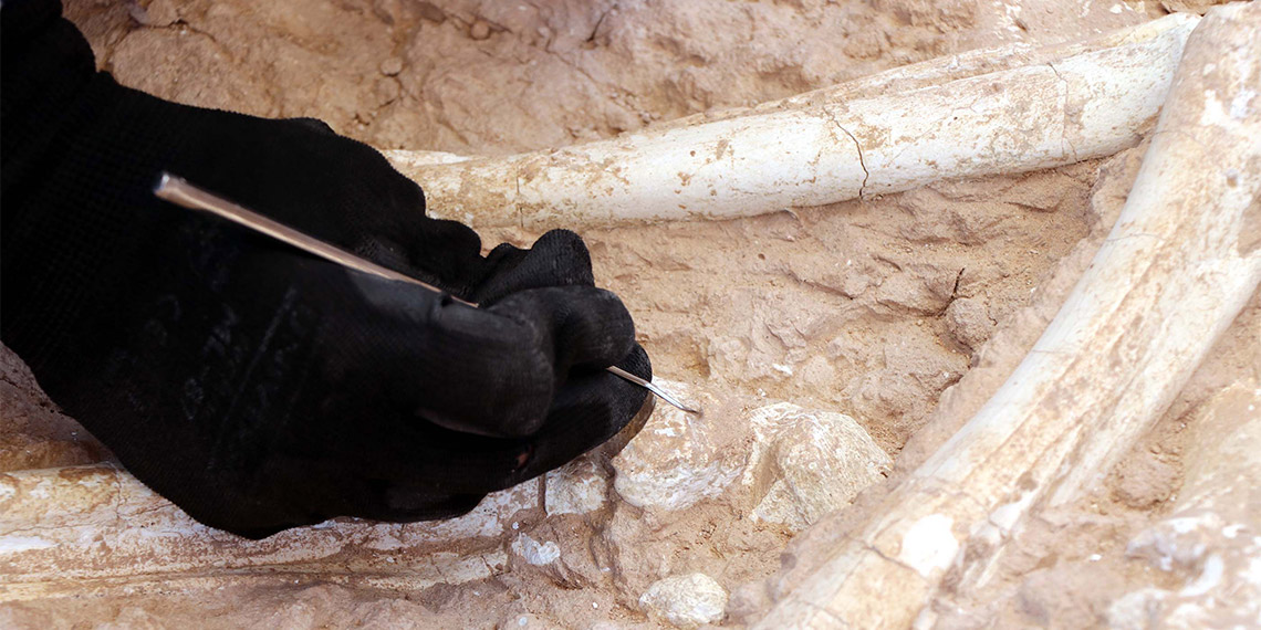 Kayseri'nin Kocasinan ilçesi Yamula Barajı kıyısında 2018 yılında başlayan kazı çalışmalarında bu yıl 7.5 milyon yıllık zürafa ön kol kemiği bulundu.