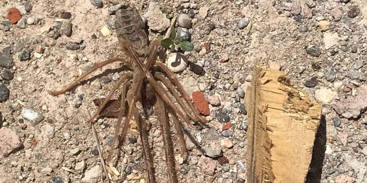 'Sarıkız örümceği' halkı endişelendiriyor