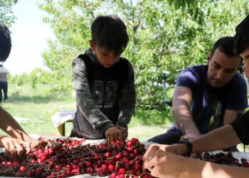 Kiraz bahçelerinin çocuk işçileri