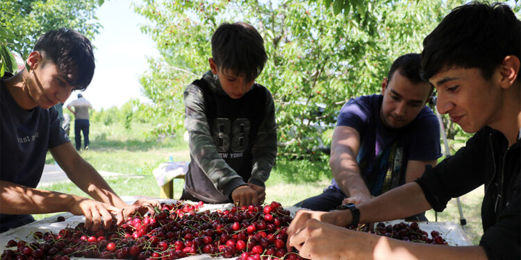 Kiraz bahçelerinin çocuk işçileri