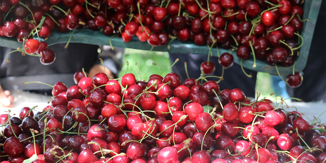 Afyonkarahisar'ın Sultandağı ilçesindeki kiraz bahçelerinde hasat sürüyor. Kiraz bahçelerinin çocuk işçileri de yevmiye karşılığında kiraz topluyor.