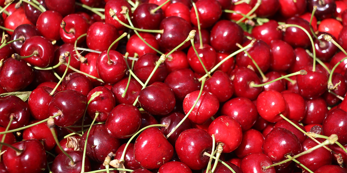 Kiraz bahçelerinin çocuk işçileri